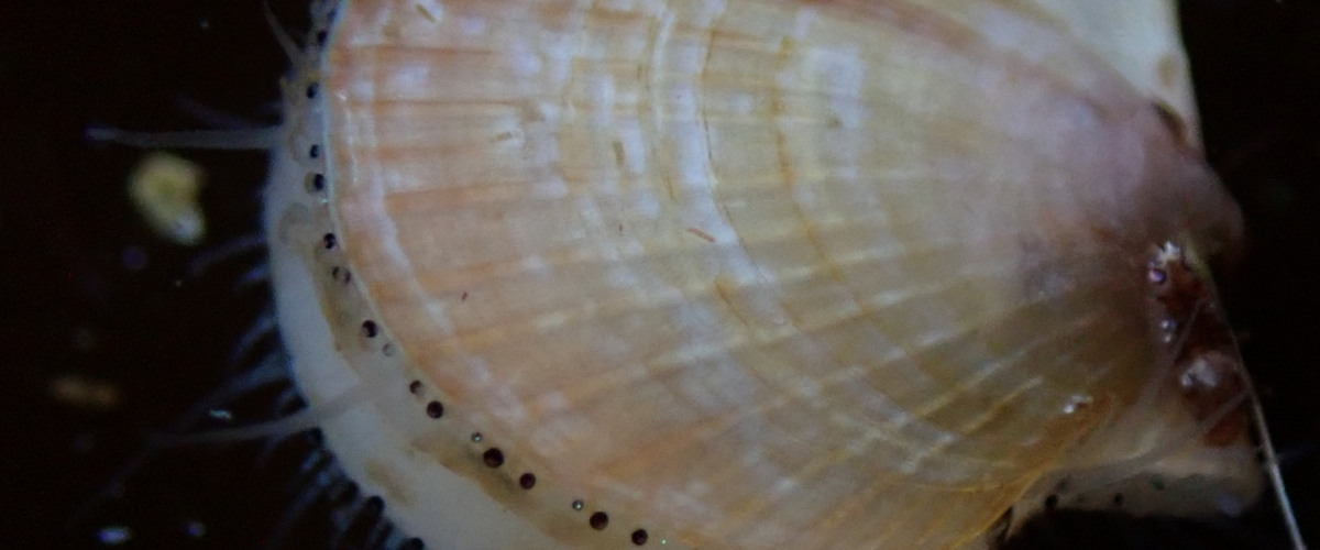 Placopecten magellanicus thumbnail