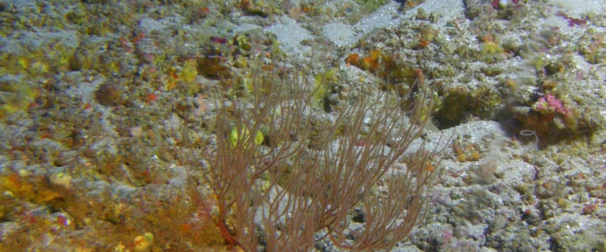 Aphanipathes verticillata thumbnail