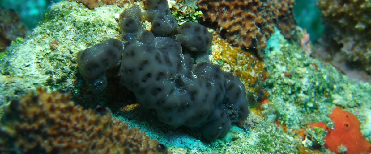 Stomozoa roseola thumbnail