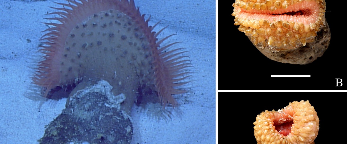 Paraphelliactis tangi thumbnail