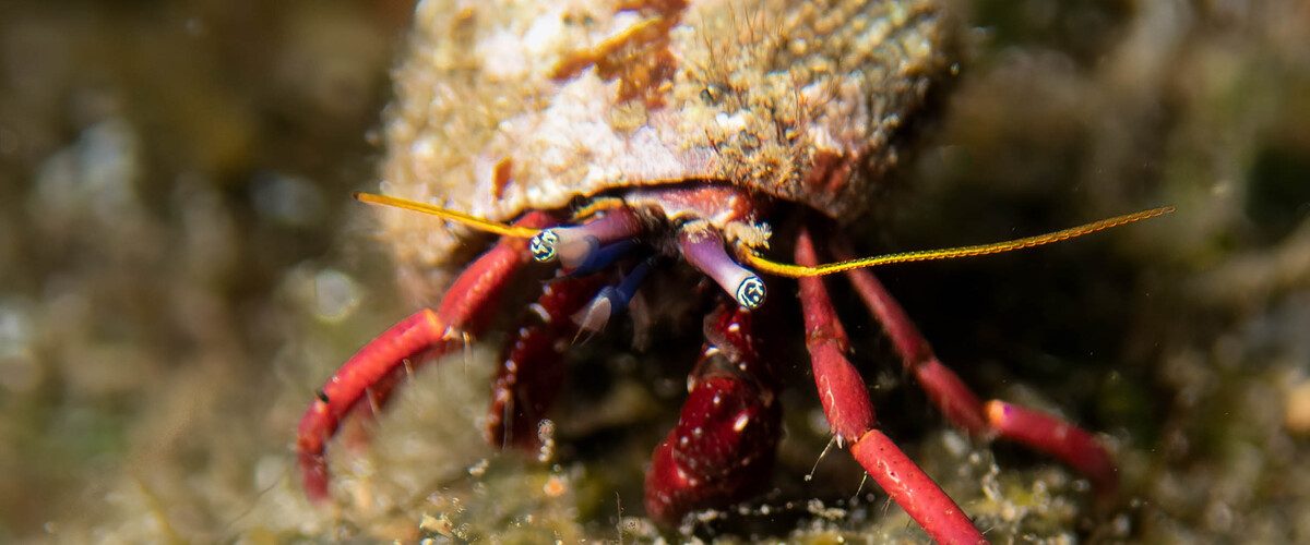 Calcinus vanninii thumbnail