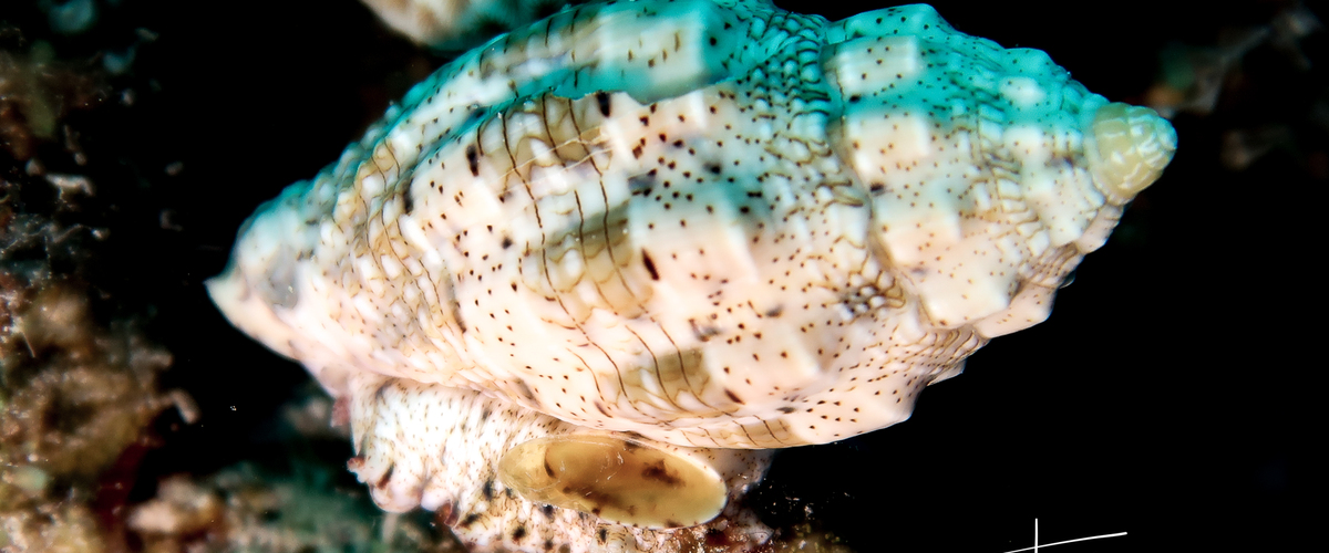 Voluta musica thumbnail