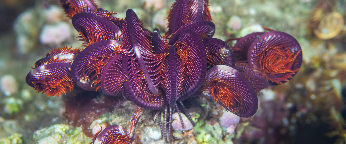 Dichrometra palmata thumbnail