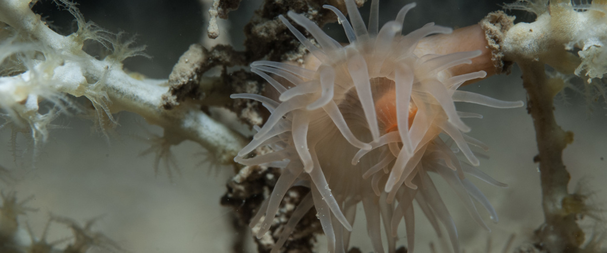 Amphianthus dohrnii thumbnail