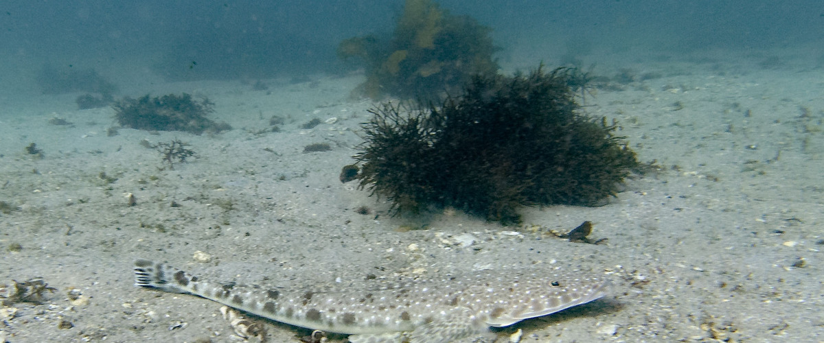 Platycephalus caeruleopunctatus thumbnail