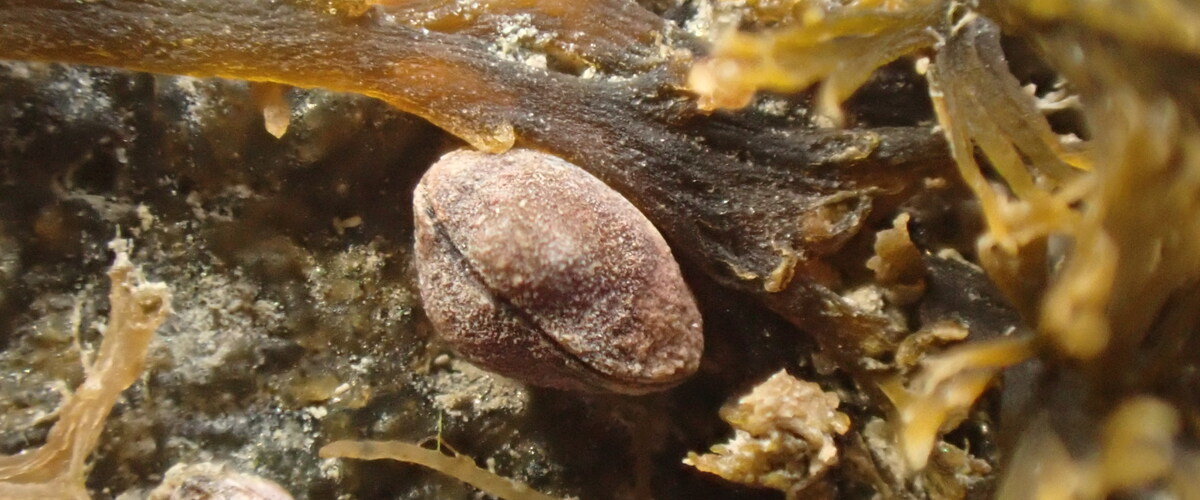Lasaea hinemoa thumbnail