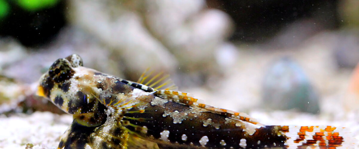 Neosynchiropus ocellatus thumbnail