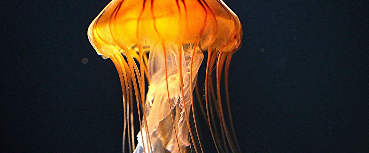 Chrysaora pacifica thumbnail