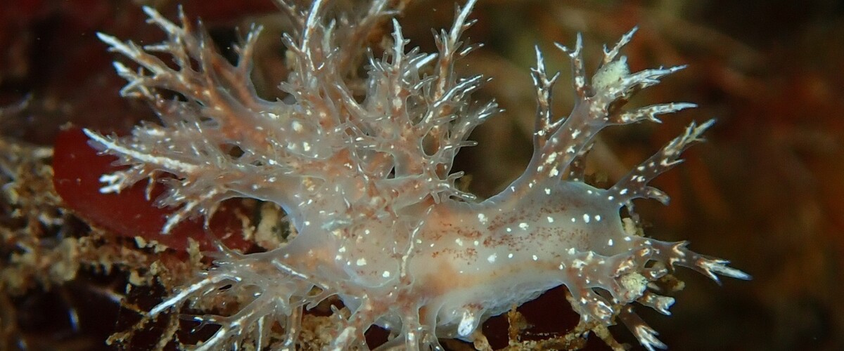 Dendronotus kamchaticus thumbnail