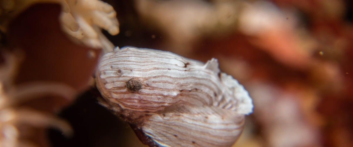 Liparis mucosus thumbnail