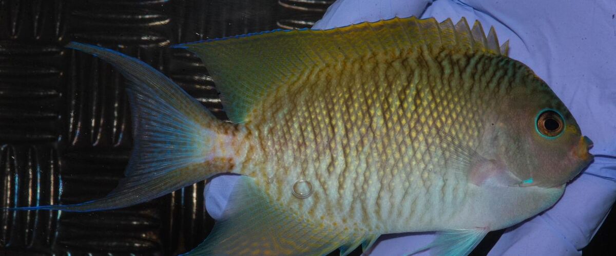 Genicanthus melanospilos  x  Genicanthus semifasciatus thumbnail