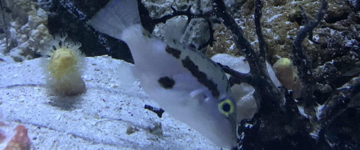Canthigaster inframacula thumbnail
