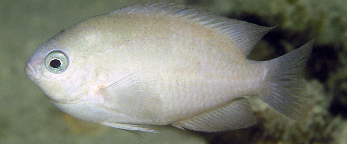Pomacentrus saksonoi thumbnail
