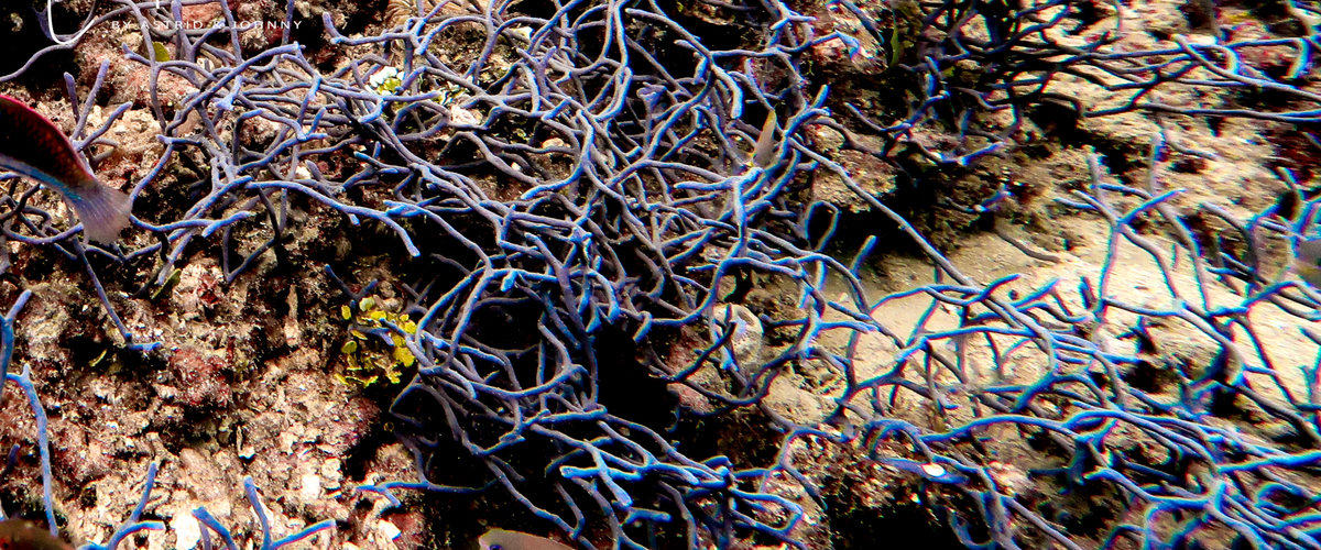 Callyspongia (Cladochalina) samarensis thumbnail