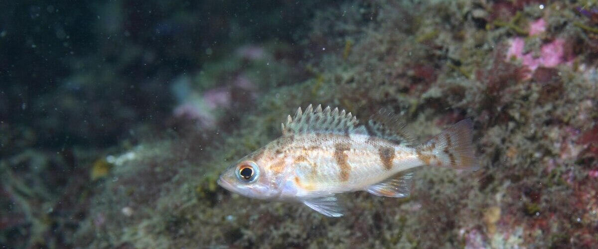 Sebastes saxicola thumbnail