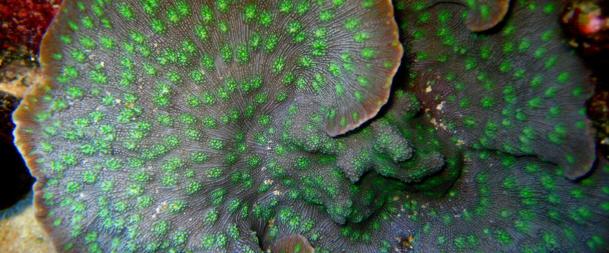 Echinopora lamellosa thumbnail