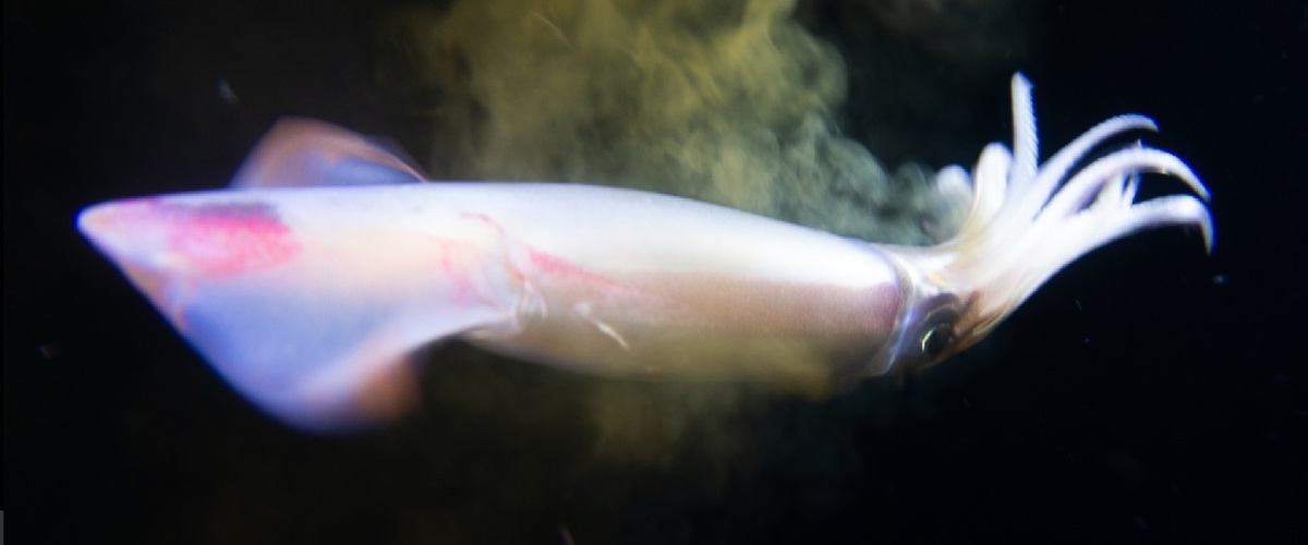 Ommastrephes bartramii thumbnail