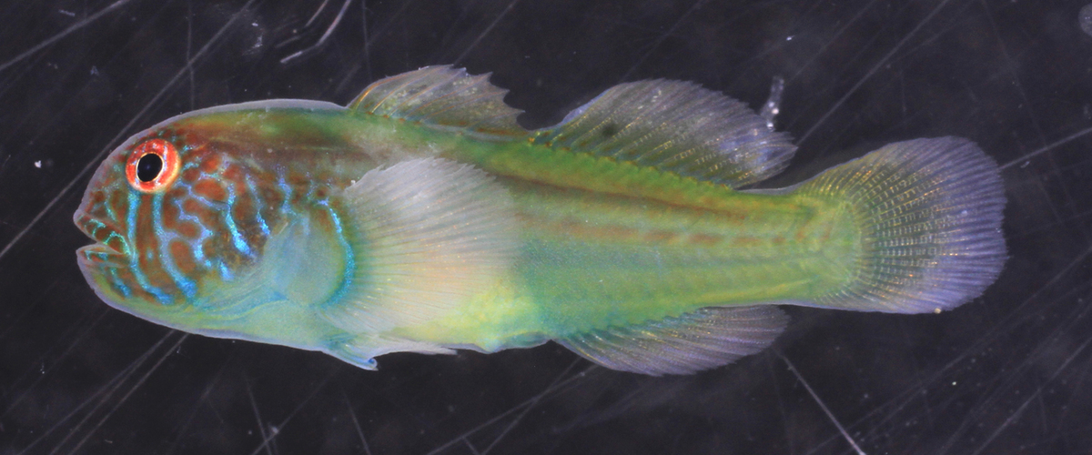 Gobiodon limmoni thumbnail