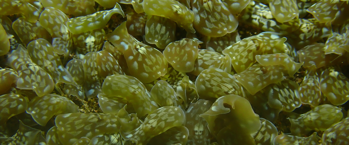 Acoela sp.02 thumbnail