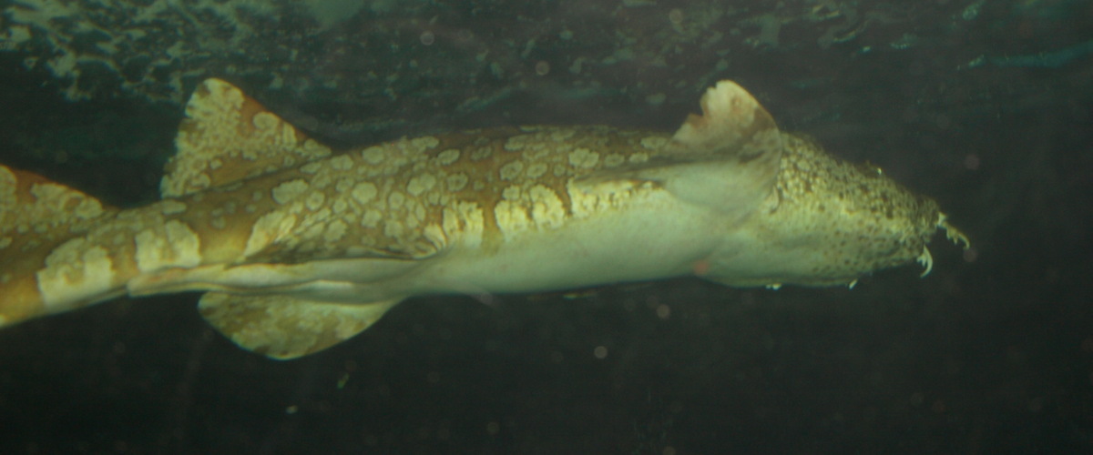 Orectolobus ornatus thumbnail