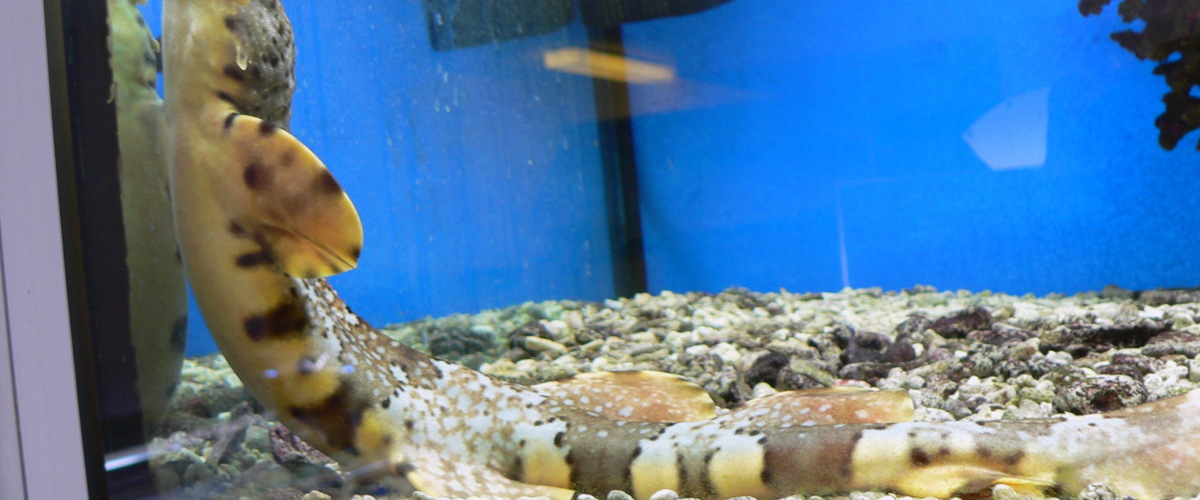 Orectolobus ornatus thumbnail