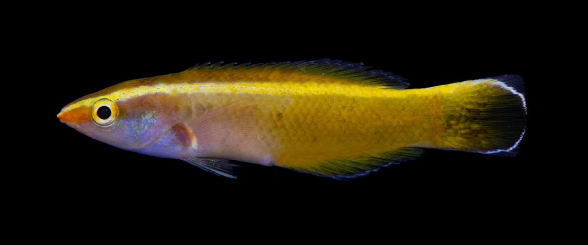 Labroides inopinatus thumbnail