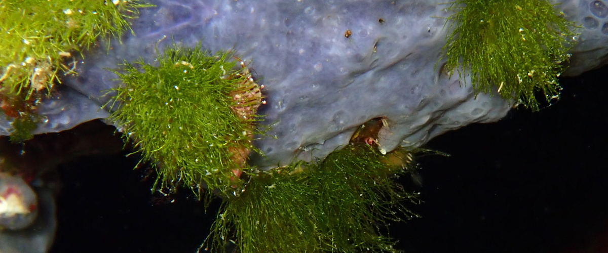 Pseudochlorodesmis furcellata thumbnail