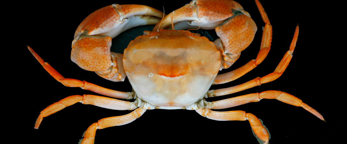 Eucrate tripunctata thumbnail