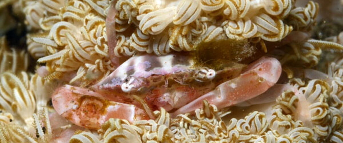 Caphyra loevis thumbnail