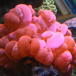 was ist das thumbnail