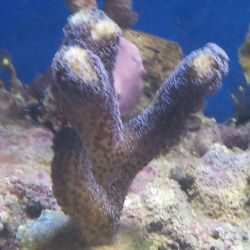 was ist das thumbnail