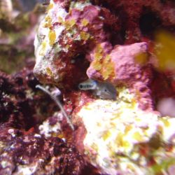 was ist das thumbnail