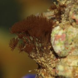 was ist das thumbnail