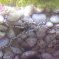 was ist das thumbnail