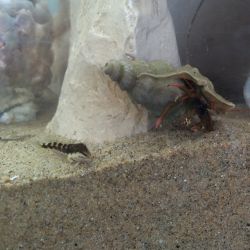 was ist das thumbnail