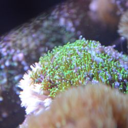 was ist das thumbnail