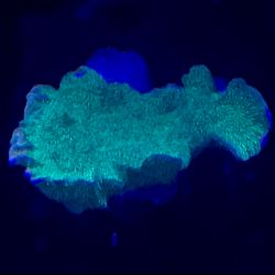 was ist das thumbnail