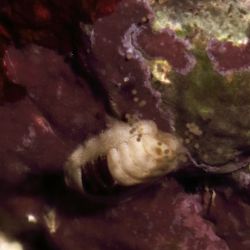 was ist das thumbnail