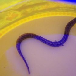 was ist das thumbnail