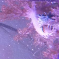 was ist das thumbnail