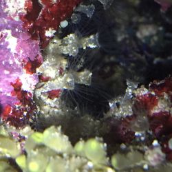 was ist das thumbnail