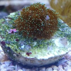 was ist das thumbnail