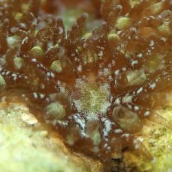 was ist das thumbnail