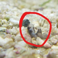 was ist das thumbnail