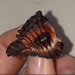 was ist das thumbnail