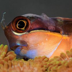 was ist das thumbnail