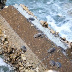 was ist das thumbnail