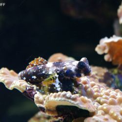 was ist das thumbnail