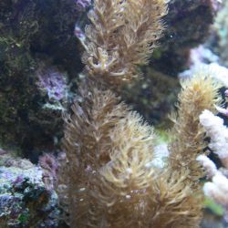 was ist das thumbnail