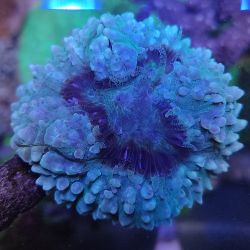 was ist das thumbnail